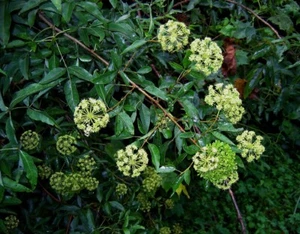 ETHIOPIAN PARSLEY TREE - Heteromorpha arborescens 10+ Seeds - Graines E 350 - Picture 1 of 1