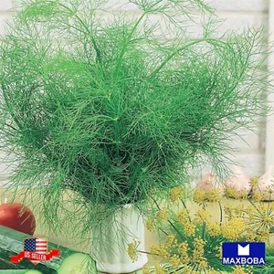 Non-GMO 800+ Dill Seeds - Bouquet (Organic) Heirloom BOGO 50% OFF - Picture 1 of 3