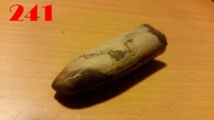 Große BELEMNITEN / Donnerkeile 50 mm Versteinerung Fossilien Millionen Jahre - Bild 1 von 24