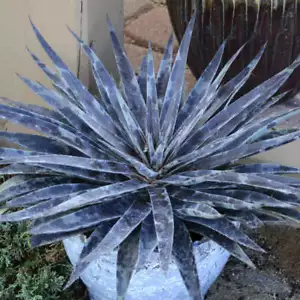 Moonglow Mangave NICE STARTER Plant Agave/Manfreda Hybrid SPOTTED Leaves! - Picture 1 of 4