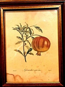ANTIQUE FRAMED COLOR PRINT POMEGRANATE BY PIERRE JEAN FRANCIS TURPIN (1775-1840) - Picture 1 of 10