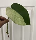 Monstera Deliciosa Mint Large Form Rooted Mid Cut, Not TC US Seller