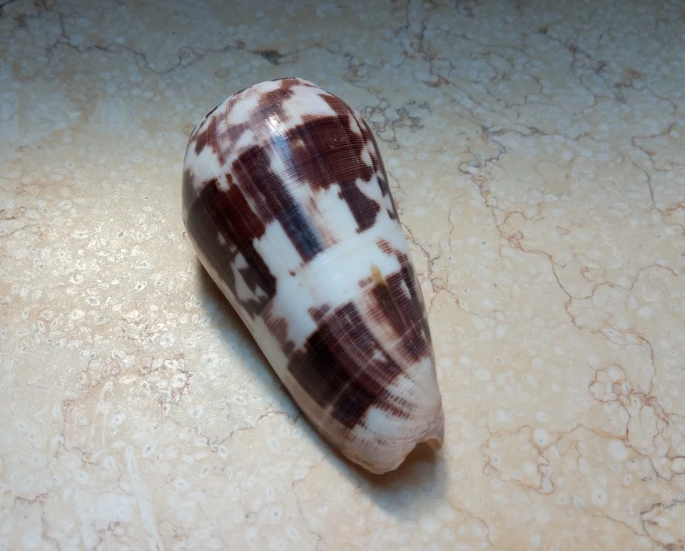 Conus Striatus RARE Beautiful Shells 97.6 mm red Sea shell nice Pattern SPECIMEN - Image 1 of 4