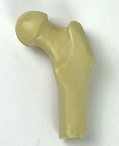 Exhibición anatómica sin marca oficina médica hueso artificial fémur pieza esqueleto oficina - Imagen 1 de 7