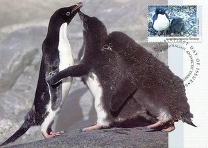 AAT AUSTRALIAN ANTARCTIC TERRITORY ANIMAL ADELIE PENGUIN maxicard 1993 #L83 Mi90 - Picture 1 of 1