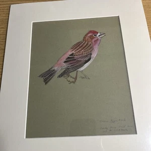 Walter A Weber,Watercolor, “Crown Purple Finch, Signed , Matted, Study! 8” X 7” - Picture 1 of 12