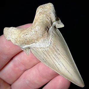 Otodus obliquus Moroccan Shark Tooth 2.74" Megalodon Ancestor unrestored - Picture 1 of 6