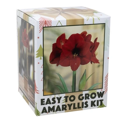 Netherland Bulb Company Amaryllis de fácil crecimiento 'León rojo' - Kit de floración interior Foto 1 de 4