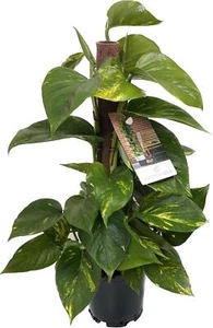 Epipremnum Aureum - hiedra en varilla de musgo aprox. 50 cm planta de arcilla planta de interior - Imagen 1 de 2