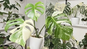 RARE! Variegated Monstera Albo - Picture 1 of 4