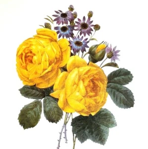 Redoute Bouquet Botanical Flowers ROSES JAUNES Vintage Art Print Book Plate 70 - Picture 1 of 3