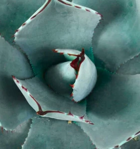 Agave parryi form BLUE ‘Huntington’ - NO variegated variegate - Picture 1 of 3