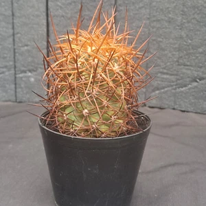 Copiapoa coquimbana f. ANDINA (Chile) PLANT cod. ebay-H030 - Foto 1 di 21