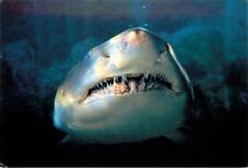 Postcard San Diego, California - Sea World - Shark - Terrors of the Deep