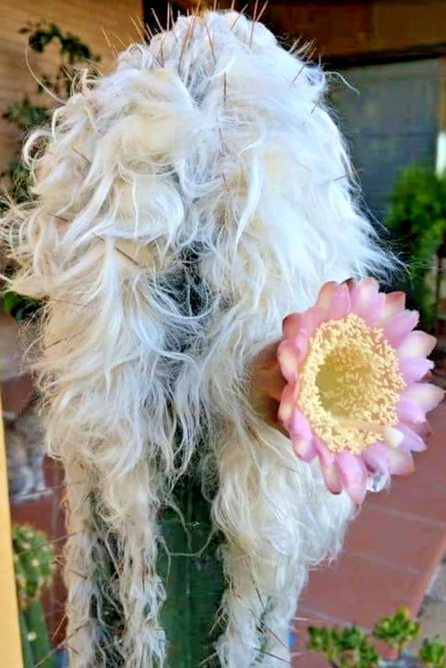 Viejo Hombre de los Andes Cactus, Oreocereus celsianus rara semilla de cactus 30 SEMILLAS Foto 1 de 1