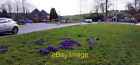 Photo 6x4 Crocus on west side of Burton Road at approach to B&amp;Q roundabou c2022