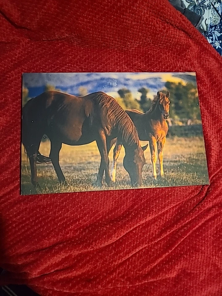 Denver Bryan Mare and Foal Canvas Print By Big Sky Carvers Demdaco Art - Image 1 of 3