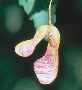 SAMEN FEUER AHORN Gartenpflanzen Pflanzensamen frische Saat Herbstbunte Blätter - Bild 1 von 1