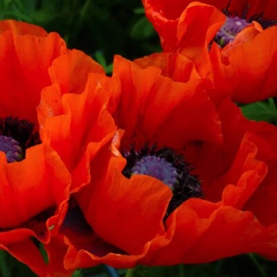 Roter TÜRKISCHER MOHN 200+ Samen PAPAVER ORIENTALE 'Brilliant' WINTERHART Poppy - Bild 1 von 3