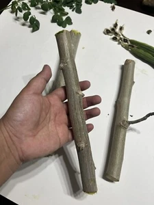 6 Organic Moringa Oleifera Cuttings. Approx 8-10 Inches Each. - Picture 1 of 4