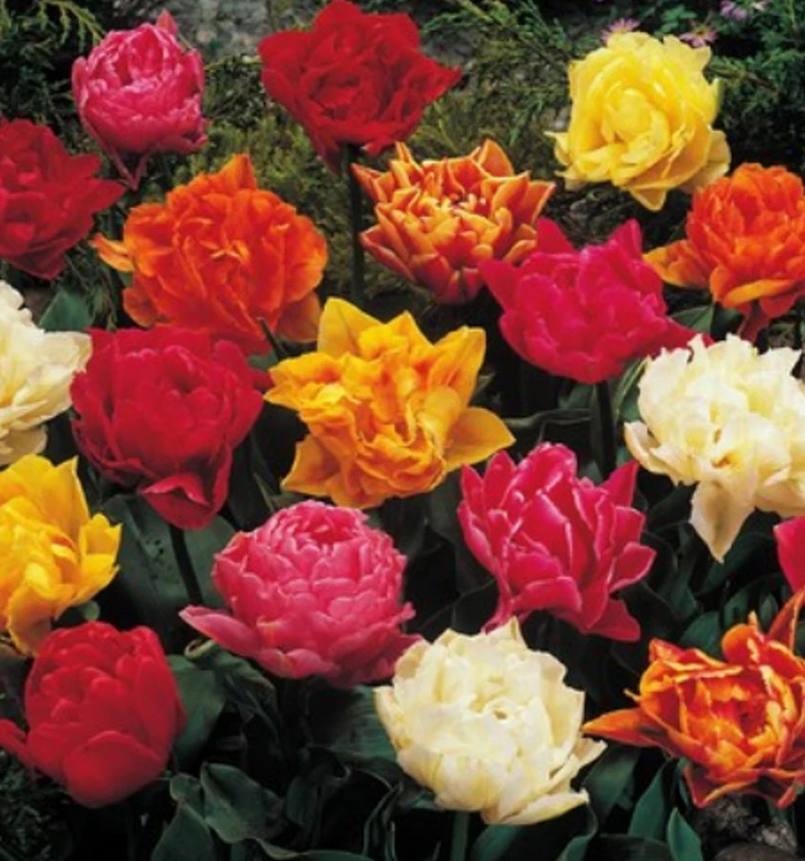 100  Gefüllte gemischte Tulpenzwiebeln Blumenzwiebeln Tulpen Lieferbar 9.9. - Bild 1 von 1