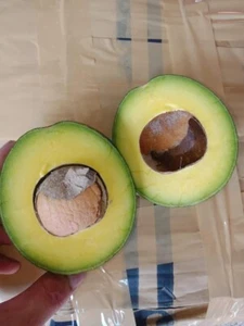 BeauFlora Hybrid Avocado ( Peter Hass , Graft ) Exotic 1 Bare-Root Plant - Picture 1 of 2