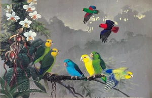Gamini Ratnavira Original Multiple Parrotlets & Parrots Print 15.5 x 10.5 - Picture 1 of 5