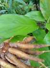 Chinese Key Finger Root 300+ gram Bulbs (Boesenbergia rotunda) for Planting