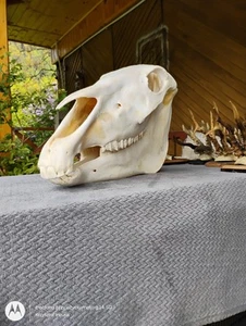 Entirely complete first-class adult horse skull. Veterinary aid anatomy science. - Picture 1 of 13