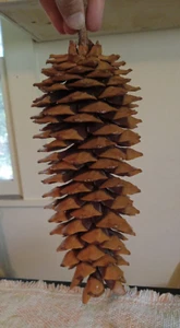 X-Large 10” Tall, 3.5-4” Wide Pine Cone!! Northern California Sierra crafts huge - Picture 1 of 10