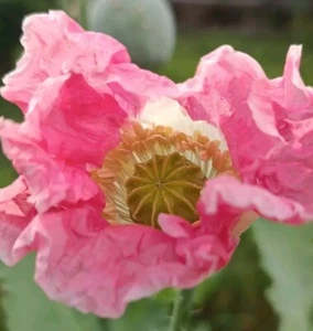 Schlafmohn Papaver somniferum 'Afghan Pink/White' - Bild 1 von 4