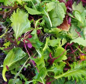 Spicy Salad Lettuce Mix Seeds - Heirloom Non-GMO High Germination -Fast Shipping