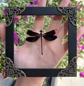 Real Framed Dragonfly Spread Entomology Art Wall Hanging Decor Gift for Dad - Picture 1 of 5