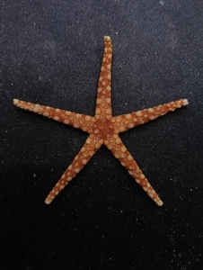 Rare Fromia star fish. 70mm starfish sea shell #14678 - Picture 1 of 3