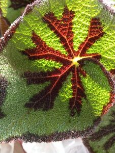 Begonia masoniana Mountain  ein Muss für jeden Liebhaber   Tolles Aussehen