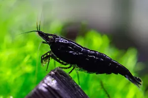30x GAMBA NEOCARIDINA BLACK SAKURA, para acuario, pecera de agua dulce caliente. - Imagen 1 de 4