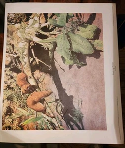 Exploring Weasels Druck von Martin Ridley - Bild 1 von 6