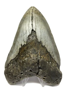 Megalodon Shark Tooth 6.04 inch - Huge - Natural Fossil - Amazing - Real 5514 - Picture 1 of 9