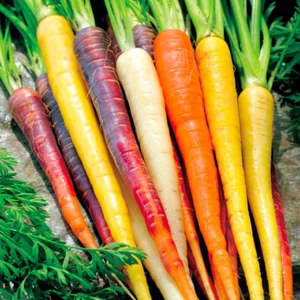 401+RAINBOW CARROT Seeds 5 Colors Native Heirloom Vegetable Garden Container - Picture 1 of 11