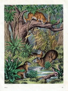 Wasserschweine, bejagd vom Jaguar. Altcolorierte Lithografie von 1864 - Bild 1 von 1