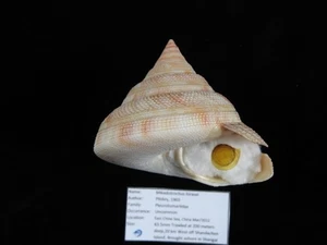 Muschel Mikadotrochus hirasei 63,5mm ID#9548 - Bild 1 von 6