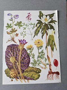 Vtg Wild Flower Plant Book Pages Prints Plates Botanical Picture Craft World Old - Picture 1 of 1