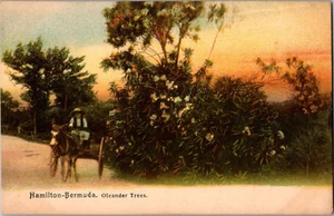Cartolina Oleander Trees Hamilton Bermuda Indivisa Posteriore Non Pubblicata - Foto 1 di 2