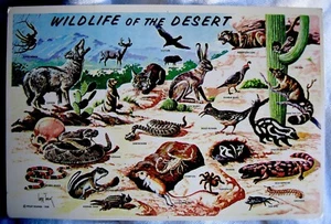 Vintage 70er Larry Toschiks Tierwelt der Wüste Petley Postkarte - Bild 1 von 4