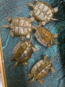 5 Pcs Excellent Chinese Bronze Hand Made *Turtle* Statues - Picture 1 of 6