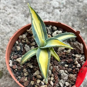 8 cm 1 pieza Agave vivo Americana Mediopicta Ag. Hermoso agave raro Potatorum - Imagen 1 de 7