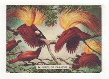 Weet-bix Australia - New Guinea Birds of Paradise