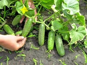 Seeds Cucumber Vegetable Nezhinsky 12 Organic Heirloom NON-GMO Ukraine - Picture 1 of 12