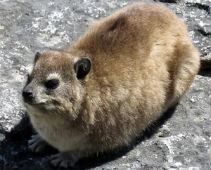 Hyrax Rock Rabbit GLOSSY POSTER PICTURE PHOTO PRINT BANNER 12359 - Picture 1 of 1