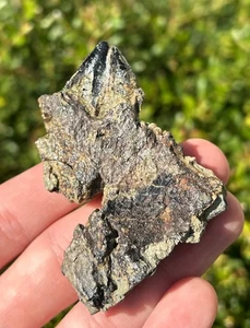 RARE Sauropod Dinosaur Jaw with Tooth Boulemane Morocco Jurassic Dinosaur Bones - Picture 1 of 12